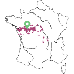 Carte Saumur Champigny