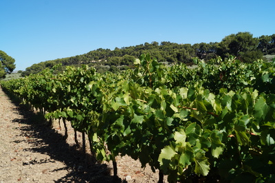 Vin bio rosé du Domaine de Valdition, Provence, Alpilles IGP